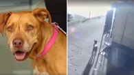 Dog missing for more than five years found