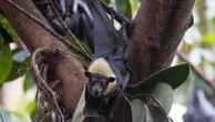 Horror as Australian man dies months after being bitten by a bat