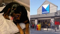 Dog put down after horrific attack while owner away for 15 minutes