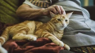 CRAZY CAT LADY?Spanish woman found decomposing for months with HALF HER BODY eaten by her seven cats