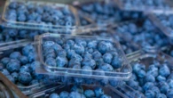 Urgent safety review as Aussies eat berries in record numbers