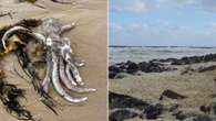 Dead fish and octopus found on a popular surfing beach in regional SA