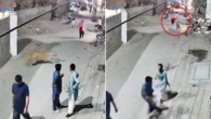 Mother and two children injured in terrifying lion attack