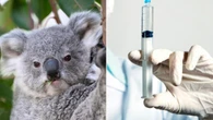 New hope to save endangered koalas from deadly disease
