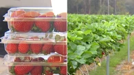 Furore over bid to increase chemical levels on berries