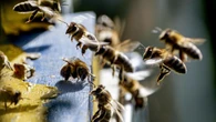 Unusual bee attack in French town leaves 24 injured