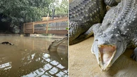 Zoo owners reveal ‘distress’ after little boy thrown to crocs