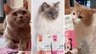 This $12.95 Aussie-made cat treat could save you thousands at the vet