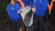 Dramatic operation to rescue dolphin trapped in creek
