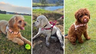 Why dog owners adore this $45 no-pull harness: ‘Thank you for making this’