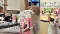 The genius product is helping solve a problem 70 per cent of cats have