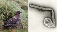 Deadly bird flu confirmed on Australian mainland