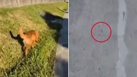 Dog owner’s sad find as golden retriever follows trail of blood