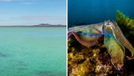 Aussies banned from iconic beach for three months