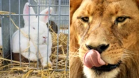 Zoo asks for donations of small ‘healthy’ pets to feed predators