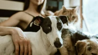 Australia's most (and least) pet-friendly places to live