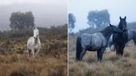 Brumby war erupts as aerial culling set to return to Kosciuszko