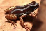 Exquisite new-to-science frog species has golden legs and odd habits
