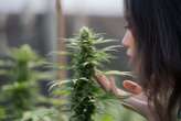 Why cannabis smells like skunk – and how that could soon change