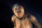 Fossil teeth may come from a new species of early hominin