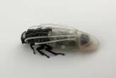 Remote-controlled cockroach swarm can now breathe underwater