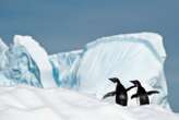 H5N1 flu is now killing birds on the continent of Antarctica