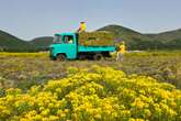 Flower farm could supply nickel for electric vehicle batteries