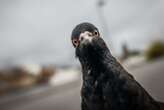 Pigeons are misunderstood: These little-known facts will prove why