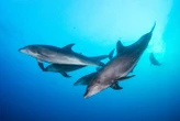 Best evidence yet that dolphin whistles are like a shared language