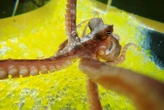 Octopuses fall for the rubber hand illusion just like us