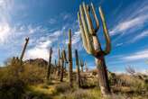 The cactus family’s surprising evolutionary journey