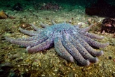 Cryopreserved sea star larvae could enable vital species to recover