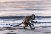 Monkeys in Thailand took up stone tools when covid-19 stopped tourism