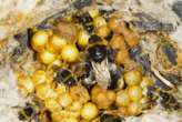 Rising temperatures are cooking bumblebee nests and killing larvae