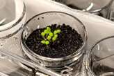 Plants thrive in lunar soil with help from phosphorus-making bacteria