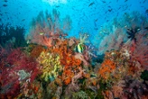 The last-ditch plan to save coral reefs from utter destruction
