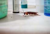 Consumer insecticides are useless for fighting cockroach infestations