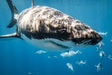 Sharks can be deterred from beaches by catching and releasing them