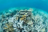 Artificial cooling 'urgent' for Great Barrier Reef after warming spike