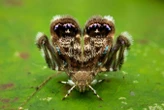 Some insects disguise themselves as spiders to avoid getting eaten