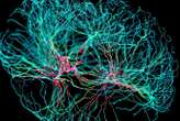 Nerve fibres in the brain could generate quantum entanglement