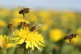 Honeybees are getting confused by electric pollution from power lines