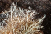 Fungi grow faster if you play sounds to them