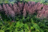 Ancient mass extinction shows how Earth turned into a super-greenhouse