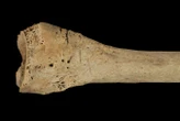 Human bones found in Spanish cave show signs of ancient cannibalism