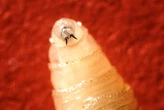 Screwworm could be the first species targeted by an 'extinction drive'