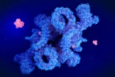 Rapamycin may extend lifespans by protecting against DNA damage
