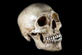 Human heads have changed shape a lot in the past 100 years