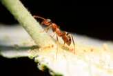 Ants treat their own fungal infections by eating aphids