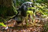 Forests became less diverse when ancient people started herding pigs